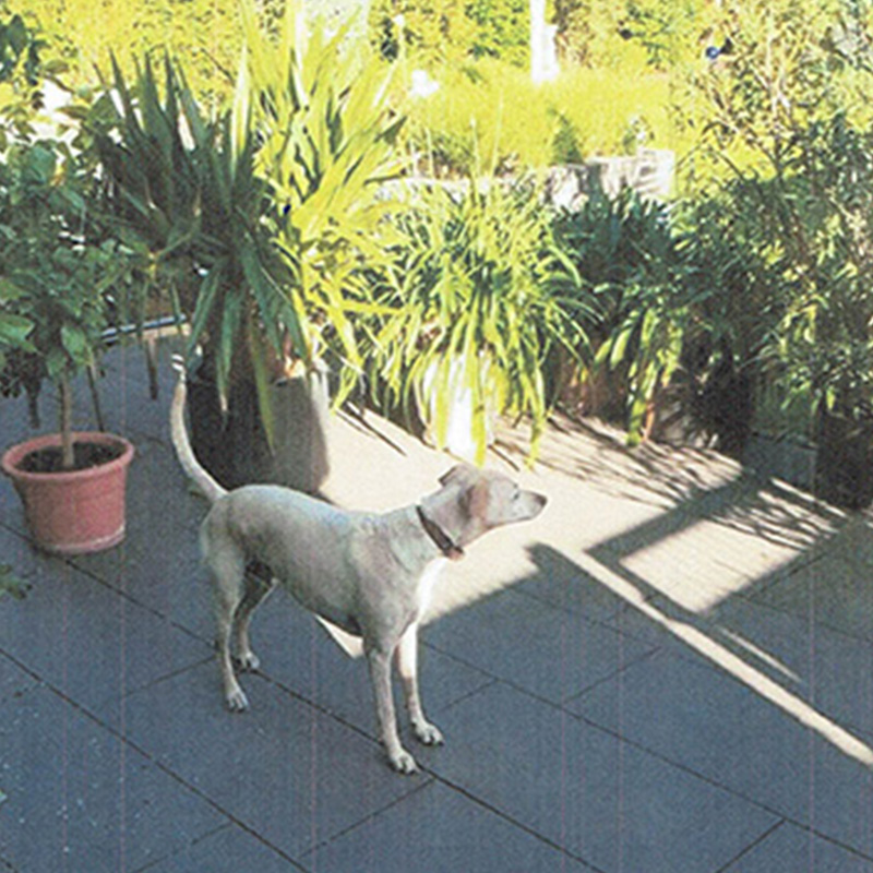 Hunde - Homesitter Service Everding